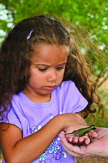 Hummingbird Banding