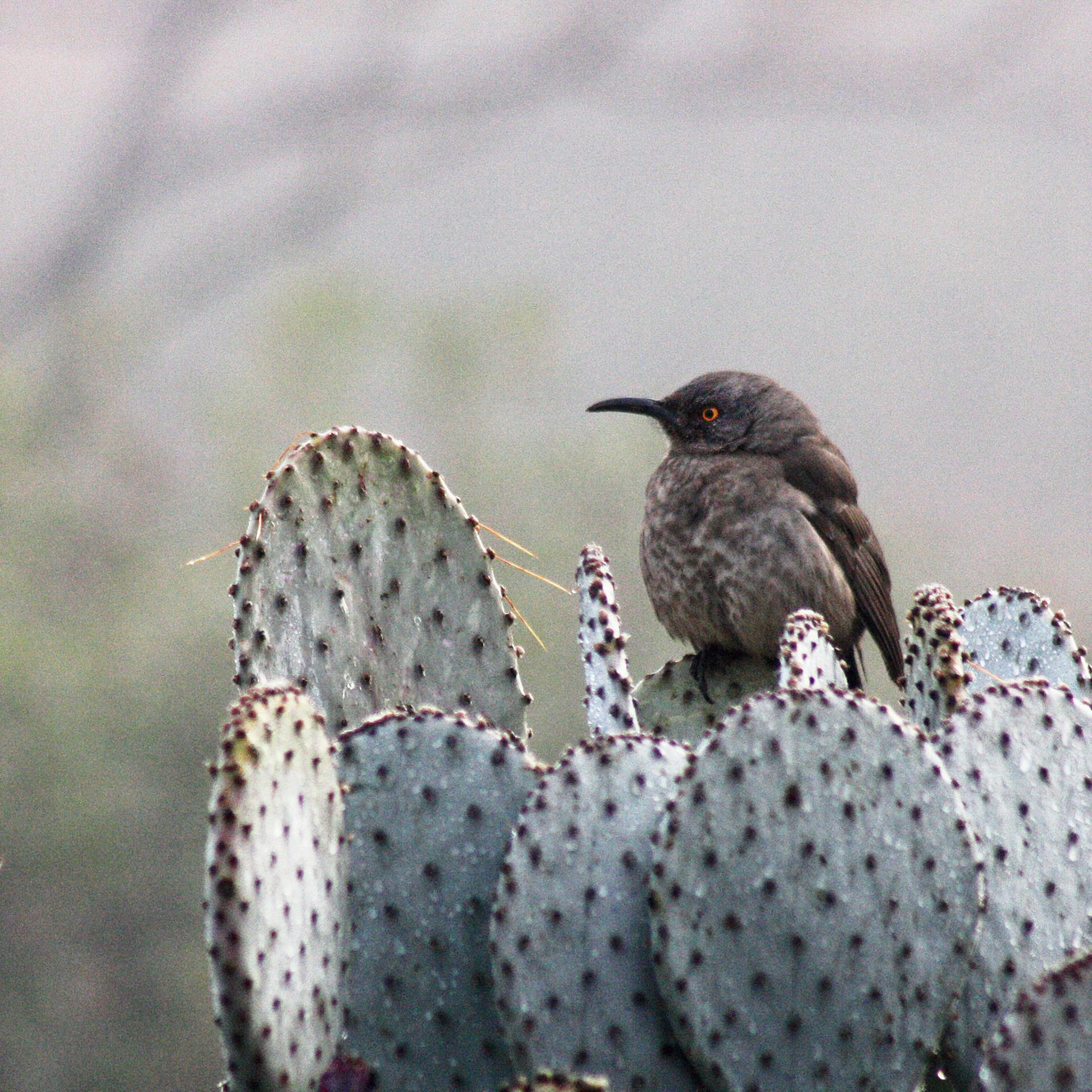 The August Southwest Wings Birding & Nature Festival