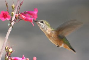 Hummingbird-Calliope-Tony-Battiste-Purchased-2X1.4-F-300x203