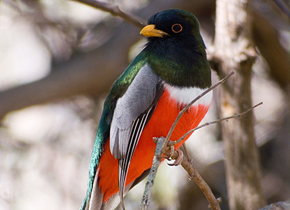 Outdoor_Home News_Bird and Wildlife-Trogon