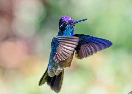 Explore_Home Spotlight-Hummingbirds Wineries More-Magnificent Hummer