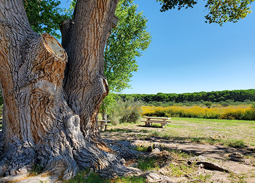 Explore_Home Spotlight-San Pedro RNCA-Cottonwood and table