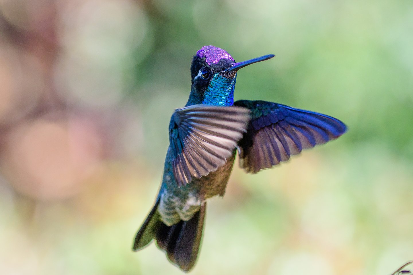 Hummingbird - Photo by City of Sierra Vista