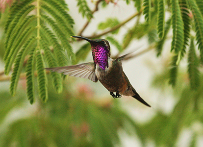 Hummer Lucifer by Tony Battiste