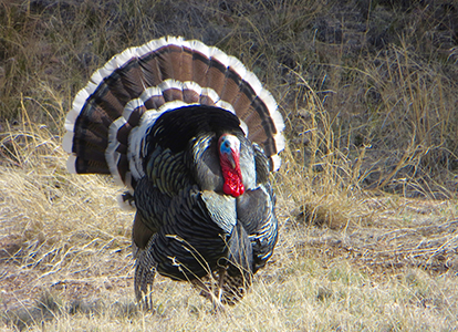 Goulds Turkey